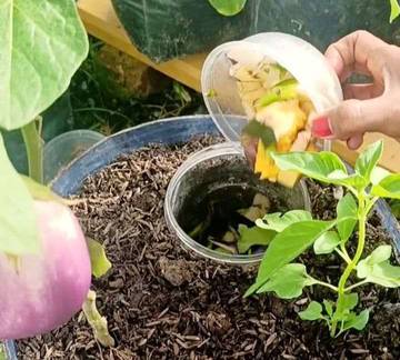 Lubang Biopori: Manfaat Lingkungan dan Cara Membuatnya
