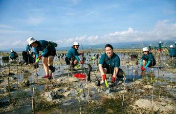 Penanaman Bakau: Cara dan Manfaat untuk Rehabilitasi Mangrove 