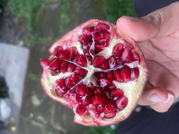 Dibalik Kelezatan Delima Merah dan Manfaatnya 