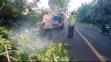Pohon Tumbang Ganggu Jalur Denpasar Gilimanuk