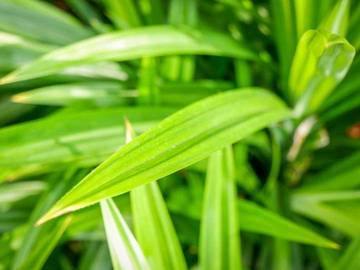 Daun Pandan, Pewangi Alami di Dapur Nusantara