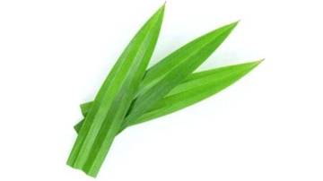 Daun Pandan dan Manfaatnya bagi Kesehatan 