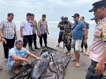 Paus Sperma Kerdil Terdampar di Pantai Tembles Mendoyo