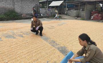 Bulog Serap Gabah Petani Buleleng Atasi Keterbatasan RMU