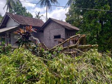 Hujan Picu Pohon Tumbang dan Longsor di Jembrana 