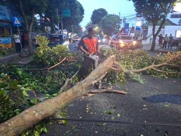 Dahan Pohon Beringin Patah di Depan Puri Negara 