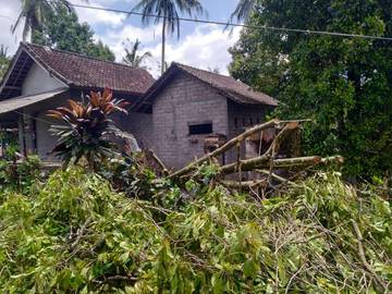 Hujan, Picu Pohon Tumbang dan Longsor di Jembrana