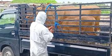 Lockdown Lalu Lintas Sapi di Enam Desa di Jembrana