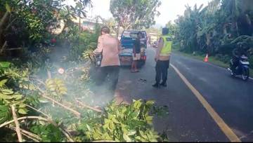 Pohon Tumbang Timpa Towing di Jalan Denpasar-Gilimanuk