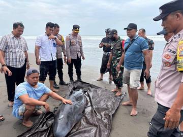 Paus Sperma Kerdil Mati, Tim Lakukan Nekropsi