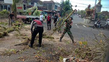Babinsa Pekutatan Kawal Penataan Pohon di Jalur Utama