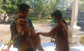 Vaksinasi Rabies Anjing Bali Tembus 482.868 Ekor
