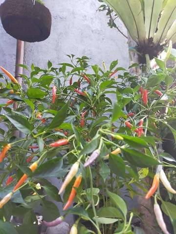 Pesona Cabai Warna-Warni Pedas dan Estetik