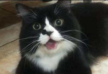 Kucing Persia, Simbol Kemewahan dan Persahabatan 