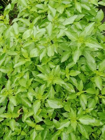 Daun Kemangi dan Manfaat Tersembunyinya