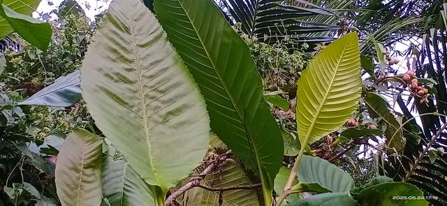 Berbagai Manfaat Daun Simpur Muda untuk Kesehatan - RRI.co.id