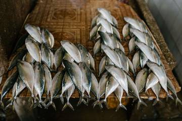 Fenomena Banjir Ikan di Sintang