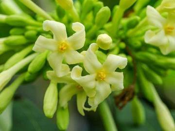 Resep Tumis Bunga Pepaya