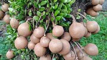 Lima Buah Asli Indonesia yang Mulai Langka