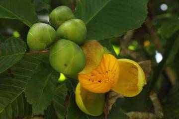 Lima Buah Khas Hutan Indonesia yang Jarang Diketahui