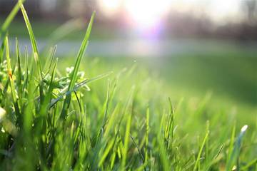 Mengenal Rumput Yang Dapat Di Konsumsi