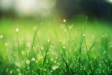 Beberapa Jenis Rumput yang Dapat Di Konsumsi