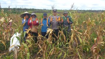 Bhabinkamtibmas  Nanga Pinoh Panen Jagung Desa Merah Arai