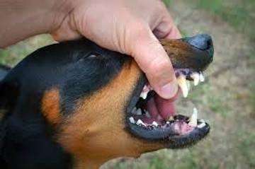 Kasus Rabies Terdeteksi di Sintang, Pemerintah Lakukan Vaksinasi