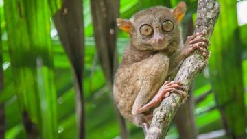 Mengenal  Hewan Unik yang Jarang Diketahui