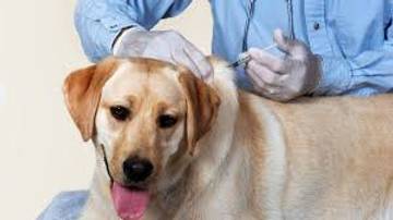 Cegah Rabies, Pemilik Hewan Diminta Vaksin Mandiri