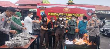 Sekitar 6,5 Kg Ganja Dimusnahkan Oleh Pihak Polresta Sorong Kota
