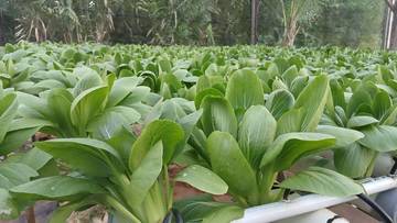 Tanaman Hidroponik: Solusi Berkebun Modern di Lahan Terbatas