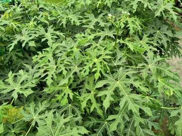 Gedi,Daun Jari Berjuta Manfaat