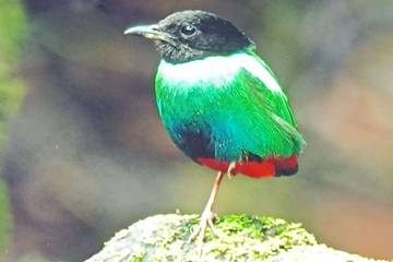 Ini 5 Jenis Cendrawasi Asli Malasigi Kabupaten Sorong