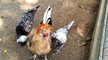 Ayam Polandia Keunikan Jambul Sang Maskot Eksotis
