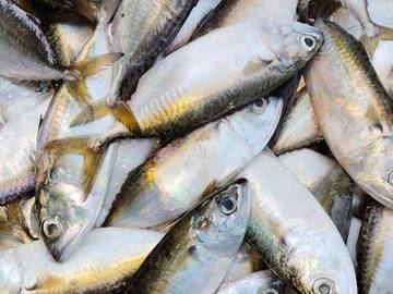 Ikan Lema, Si kecil Yang Bergizi