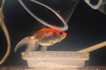 Cara Tepat Merawat Ikan Hias Agar Tetap Sehat