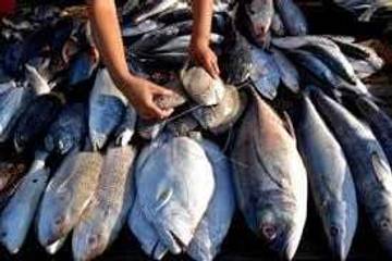 Cegah Stunting Ayo Makan Ikan 