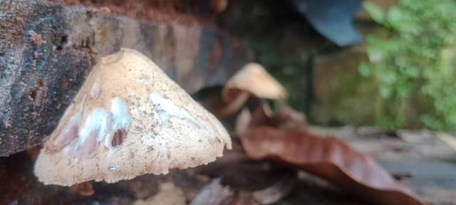 Berburu Jamur Liar, Rezeki Musim Hujan Warga Sumenep