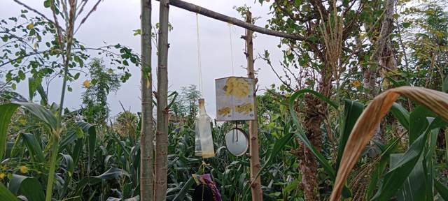 "Botol dan Kaleng Bernyanyi di Ladang Jagung Sumenep”