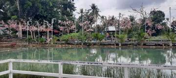 Intip Keunikan Wisata Somber Raje Di Desa Rombiye Ganding Sumenep