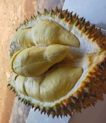 Durian Raja Buah yang Menggoda 