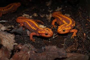 ‘Mencintai’ Reptil, Butuh dan Ada Ilmunya 