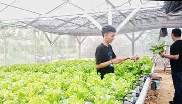 Budidaya Selada Hidroponik, Perawatan Mudah Hasil Melimpah