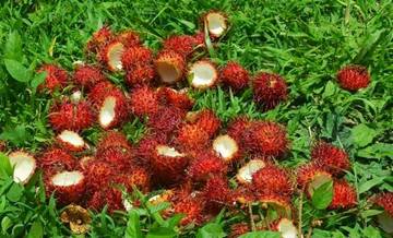 Pemanfaatan Limbah Kulit Rambutan untuk Pupuk Organik dan Ecoenzim
