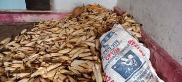 Mulai Panen, Harga Jagung Turun