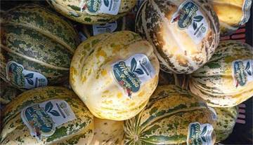 Sensasi Pilih dan Petik Blewah Langsung di Mandala Farm Ganding