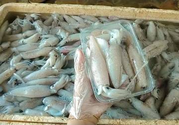 Pengepul Seafood Sumenep, Cumi Manis, Raup Untung Ting