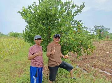 Petik Jeruk Sendiri, Rekomendasi Agrowisata di Sumenep untuk Anda!