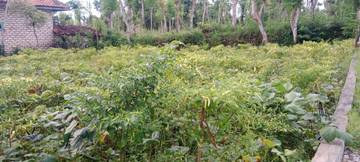 Harga Cabe Dikalangan Petani Cuma Rp 8.000 Per Kilogram